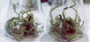 Date Palm tissue culture