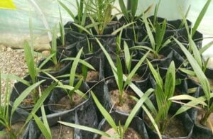 Tissue culture